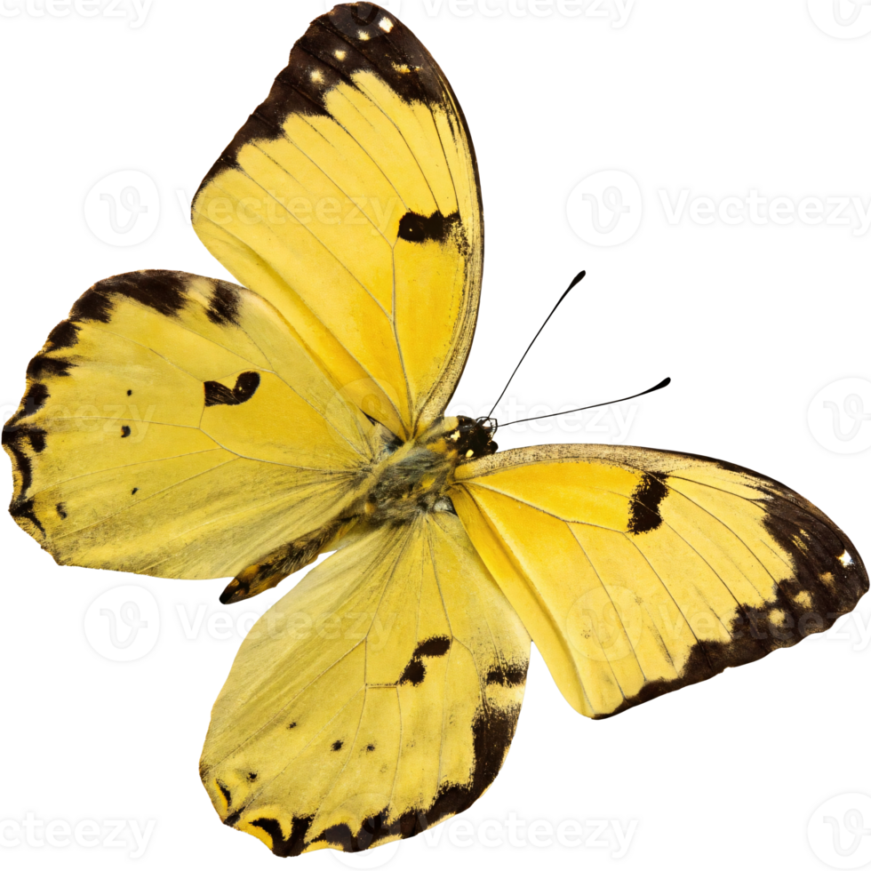 Bright yellow butterfly with black markings displayed in detail, isolated on a transparent background, symbolizing nature png