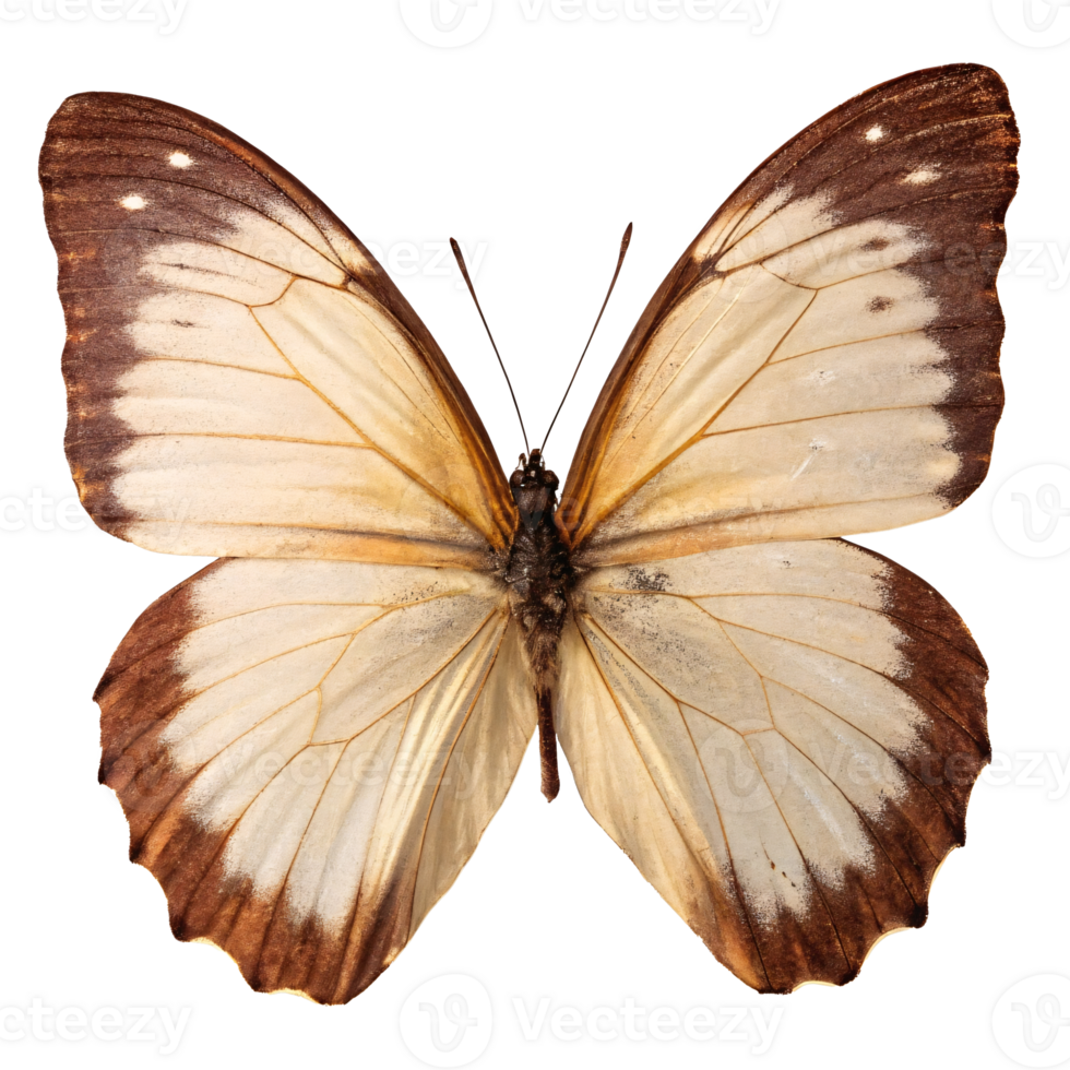 Cream and brown butterfly with detailed wings, symmetrical pattern, isolated on a transparent background. Concept of nature and insects png