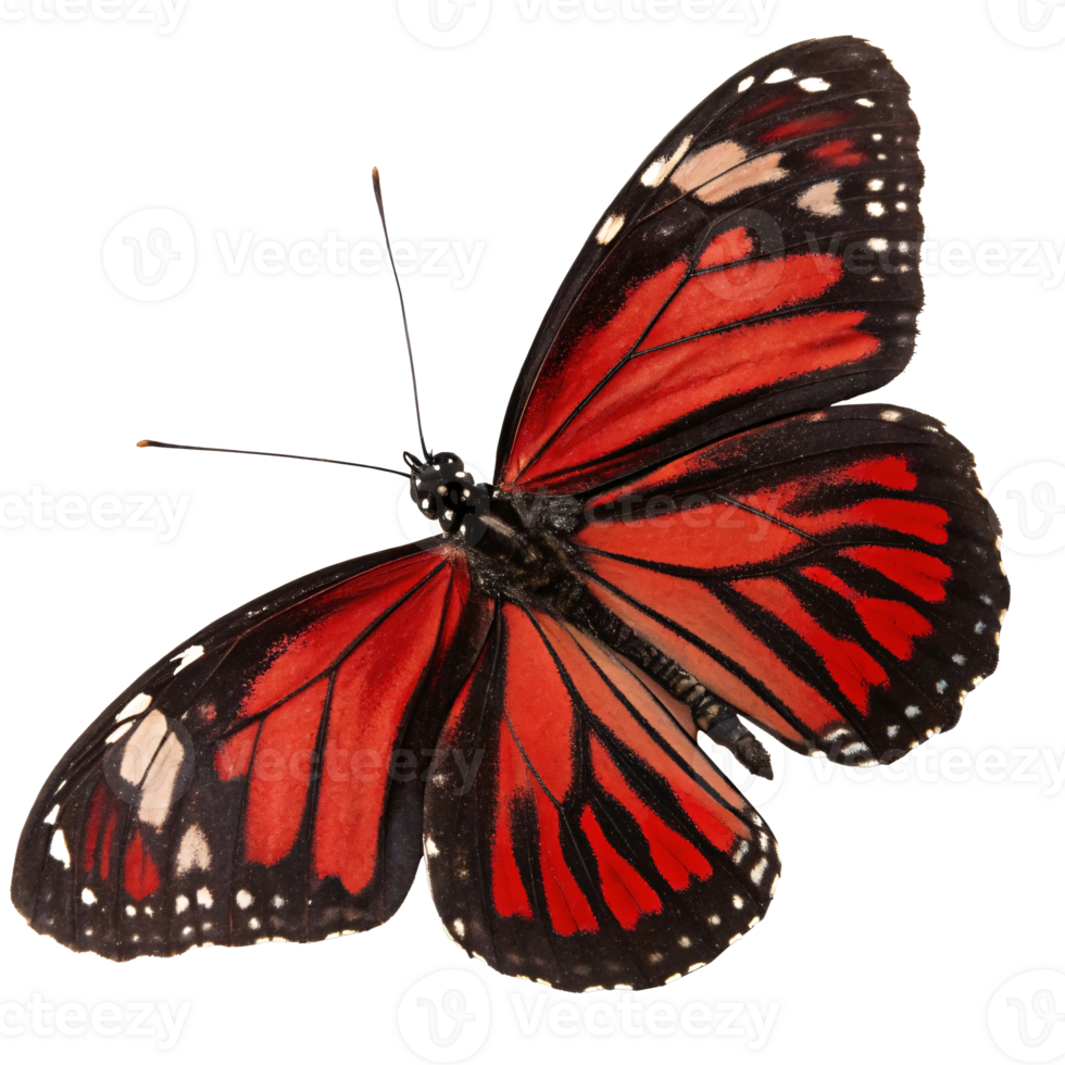 Red butterfly with black and white wing patterns, detailed and vivid, isolated on a transparent background, symbolizing beauty and nature png