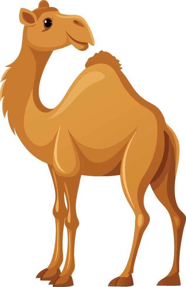 A camel standing on a white background vector