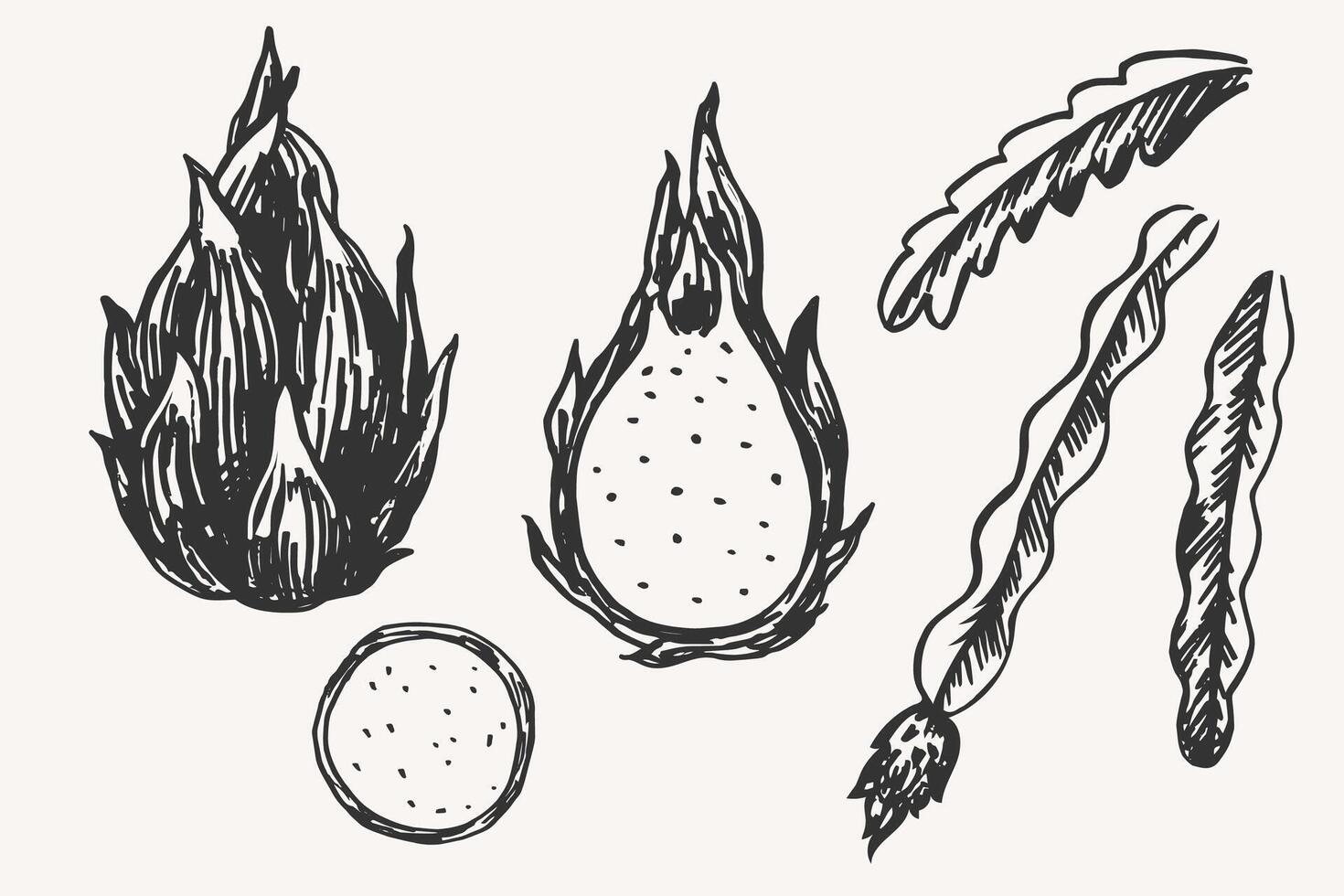 Illustration of Pattaya plant on isolated background. Hand drawn set with exotic whole and half of juicy cactus Dragon fruit. Healthy food and ingredient. Design for label, print, paper vector
