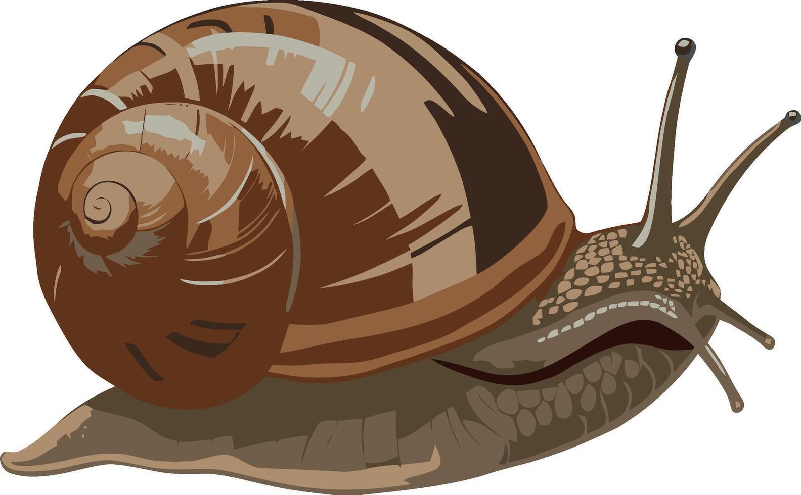 A snail is moving on a white background vector