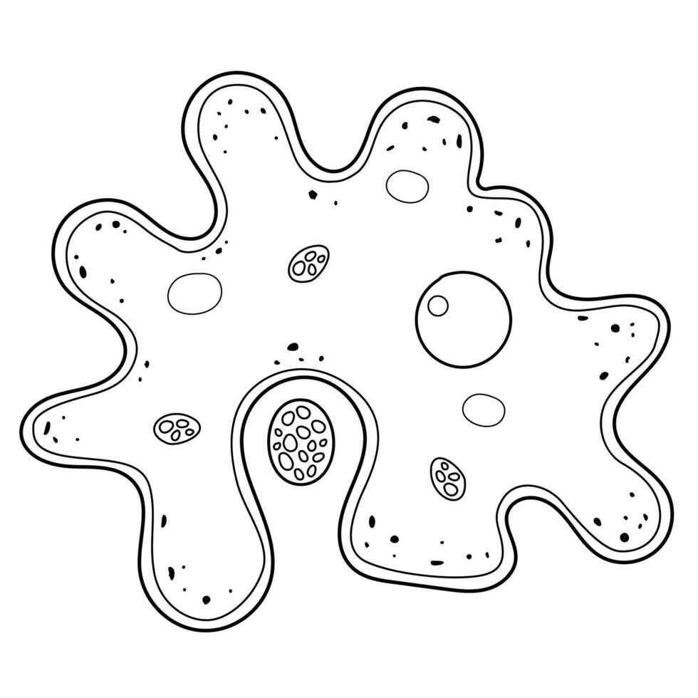 Amoeba is a unicellular protozoa. vector
