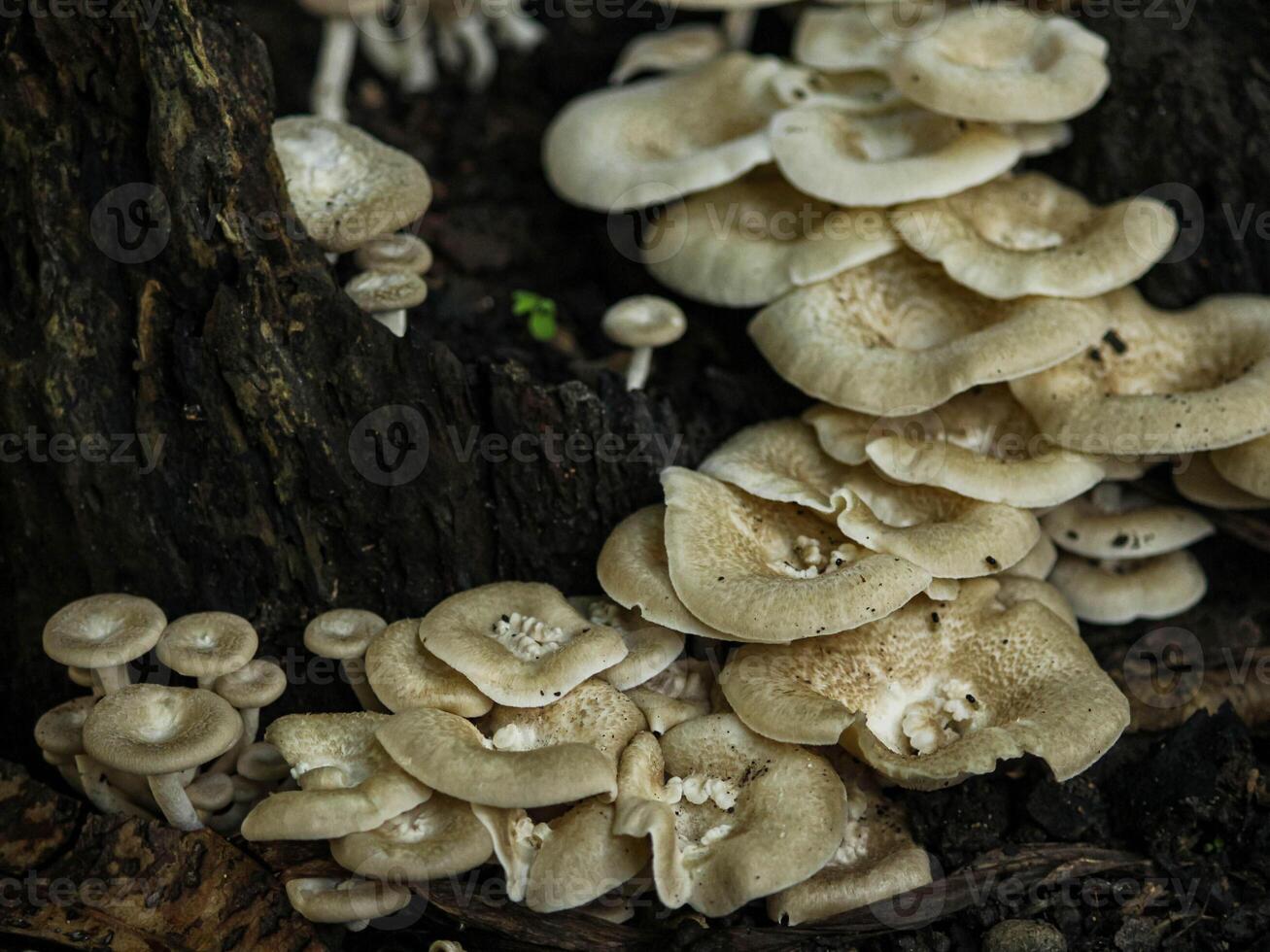 A group of mushrooms growing on a tree stump photo