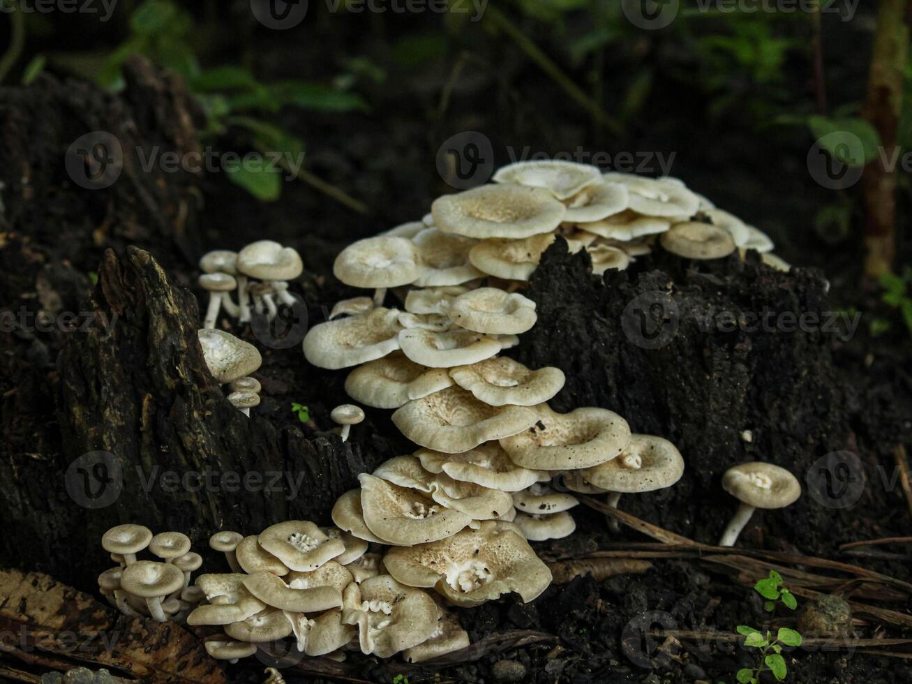 A group of mushrooms growing on a stump photo