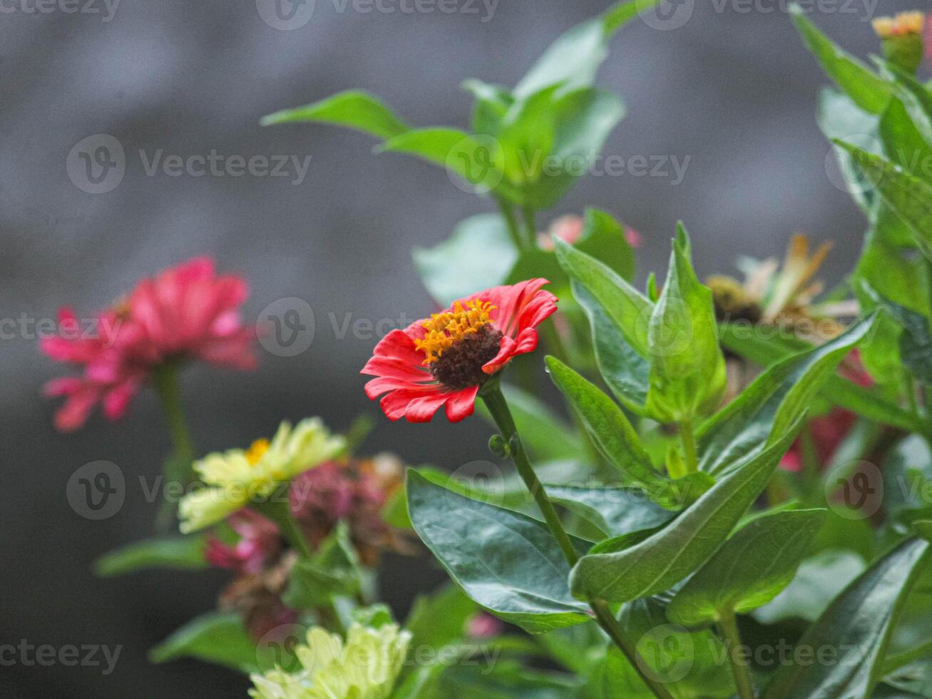 A flower with a red and yellow flower photo