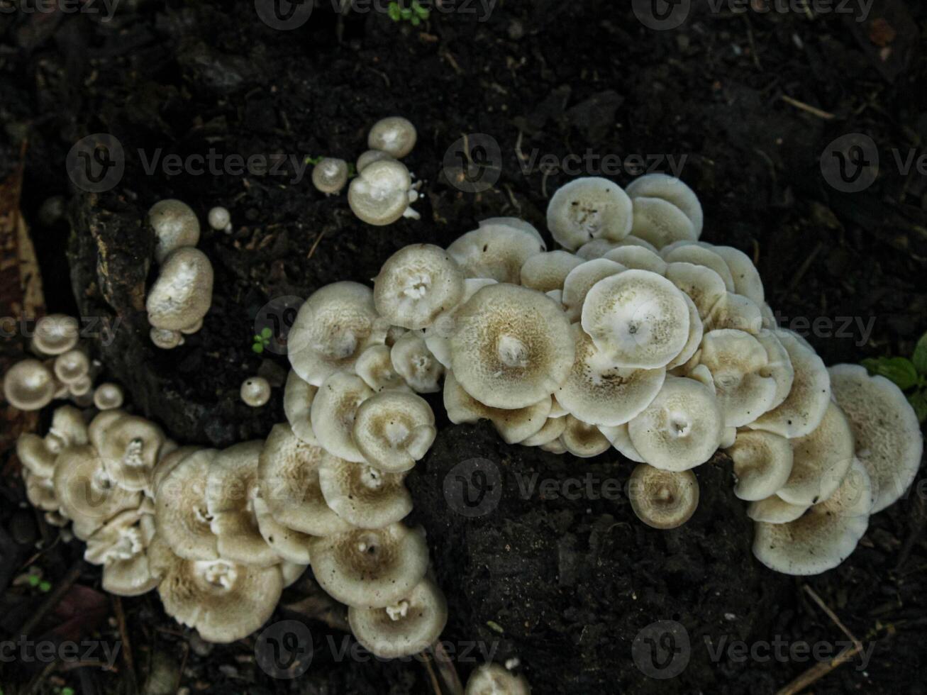 A group of mushrooms growing on the ground photo
