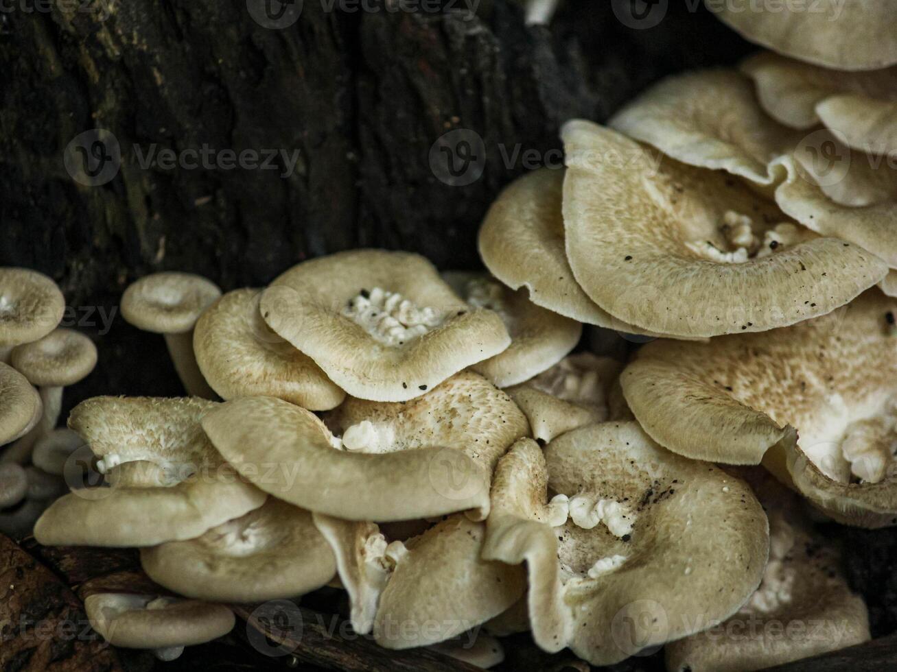 A group of mushrooms growing on a tree photo
