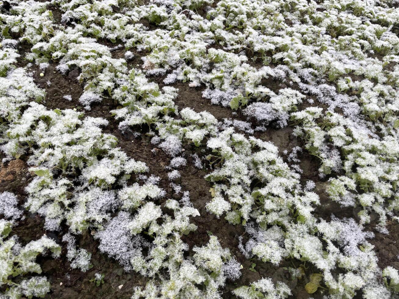 Snow blanketing plants in a winter garden photo