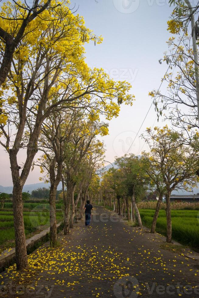 Tranquil scene of a road in the countryside with blooming yellow flowers. Beautiful blooming Handroanthus chrysotrichus or Tabebuia chrysotricha, commonly known as Tabebuya or the golden trumpet tree. photo