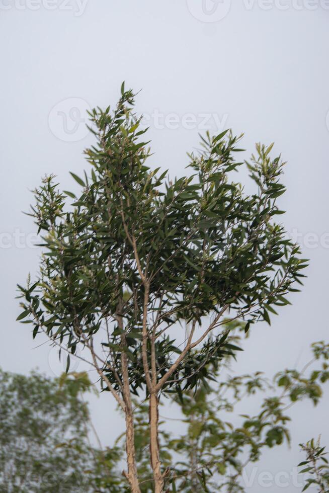 Low angle view of Melaleuca leucadendra, commonly known as weeping paperbark, long-leaved paperbark or white paperbark, a plant that can be extracted for its essential oils. photo