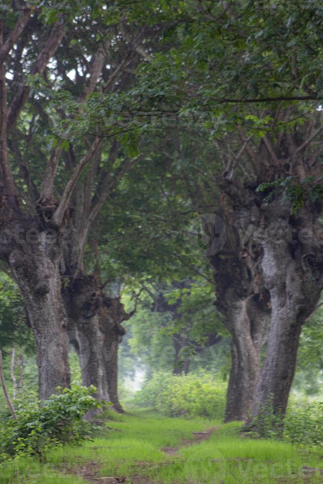 A path flanked by Samanea saman trees, a species of flowering tree in the pea family, Fabaceae, also known as saman, rain tree and monkeypod. photo