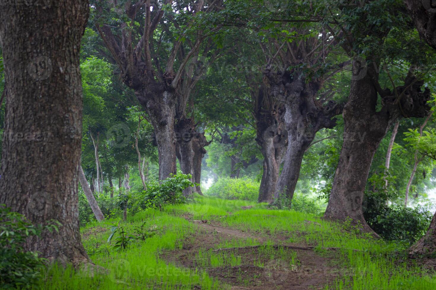 A path with green grass flanked by Samanea saman trees, a species of flowering tree in the pea family, Fabaceae, also known as saman, rain tree and monkeypod. photo