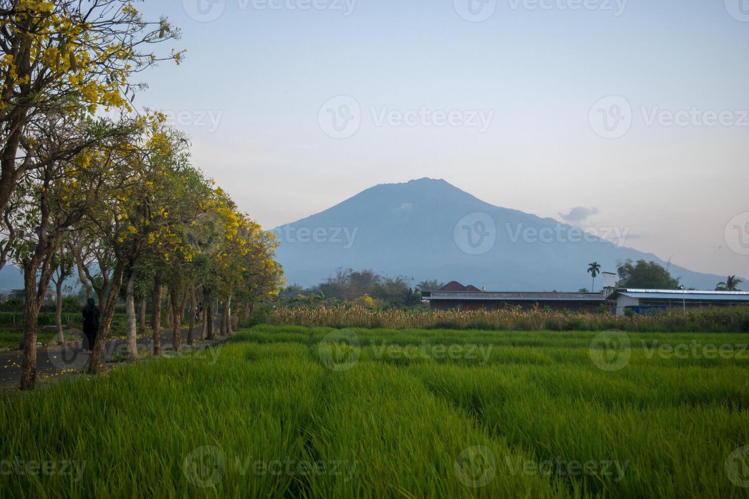Tranquil scene of rice fields with blooming tabebuya flowers and Mount Arjuno in the background, a stratovolcano in the province of East Java, Indonesia. photo