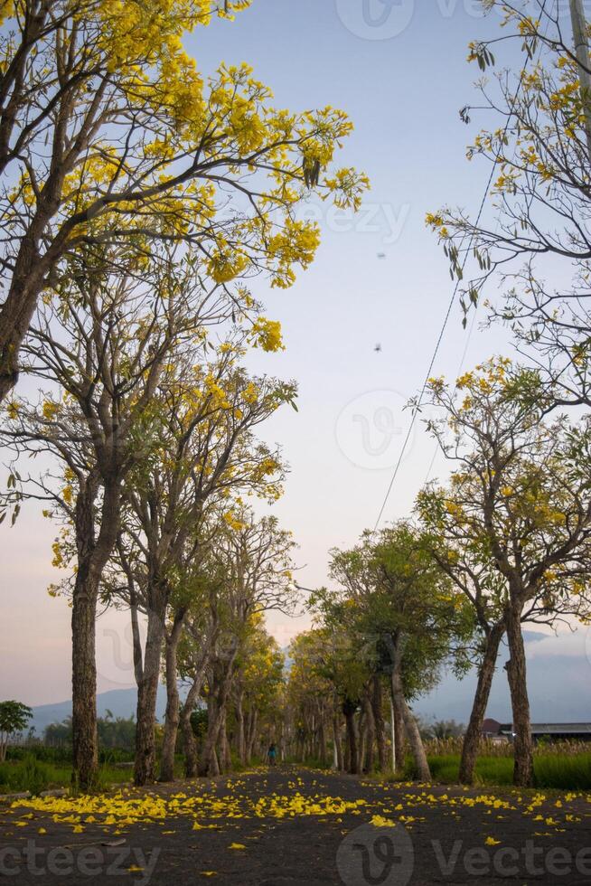 A quiet road with tabebuya trees on the side of the road in the morning. Beautiful blooming Handroanthus chrysotrichus or Tabebuia chrysotricha, commonly known as Tabebuya or the golden trumpet tree. photo