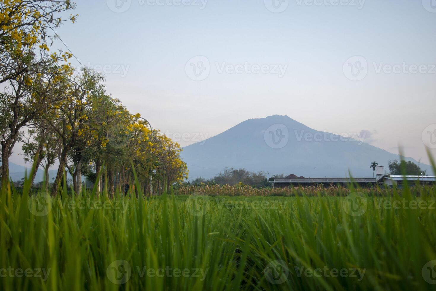 Beautiful view of agricultural field with blooming tabebuya flowers and Mount Arjuno in the background, a stratovolcano in East Java, Indonesia. photo