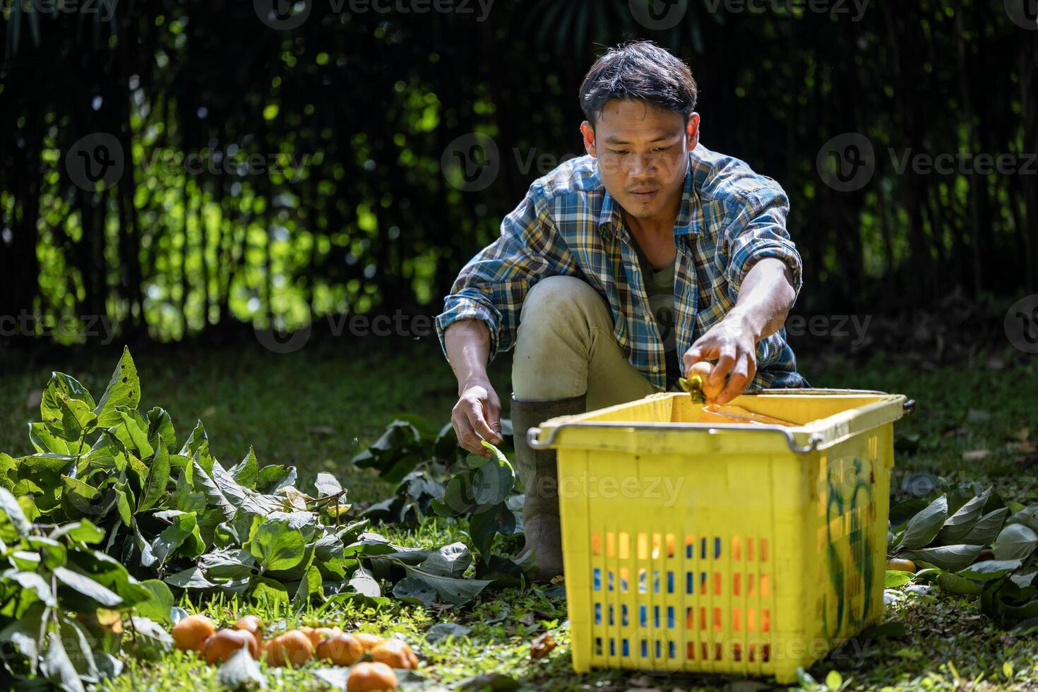 Farmer is harvesting bunch of organics persimmon during autumn season in the countryside orchard for fruit picking and homegrown produce and food foraging in rural agriculture area concept photo