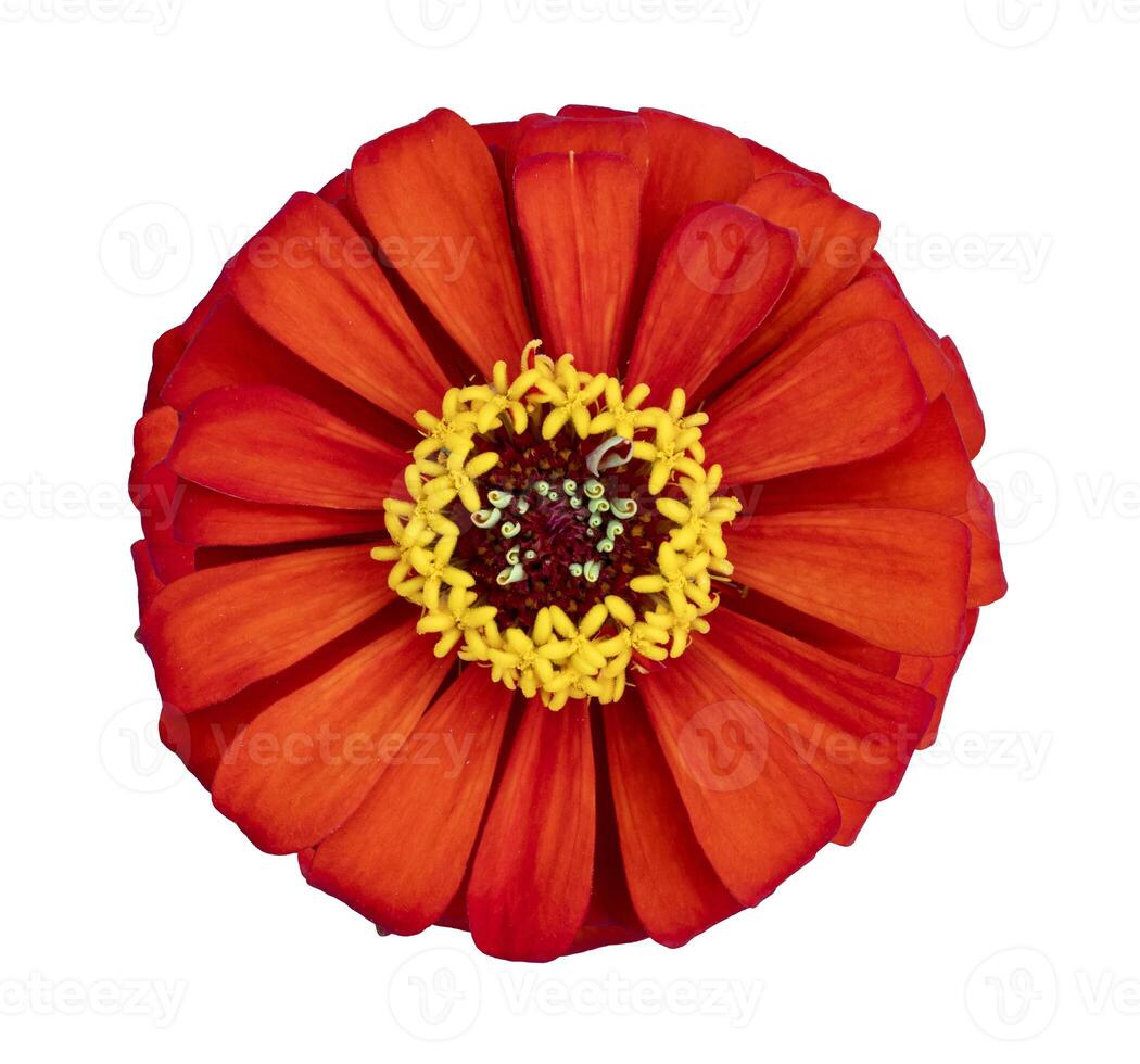 Top view of isolated orangy red zinnia flower cut out on white background for summer season and graphic design usage photo