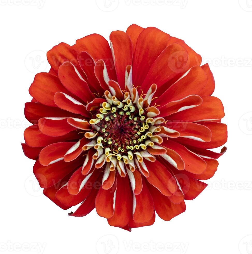 Top view of isolated double petal orange red zinnia flower cut out on white background for summer season and graphic design usage photo