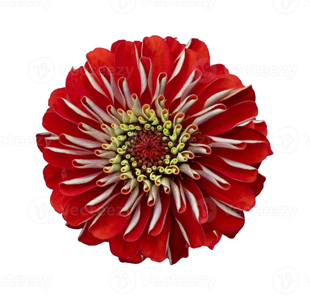 Top view of isolated orange red zinnia flower cut out on white background for summer season and graphic design usage photo
