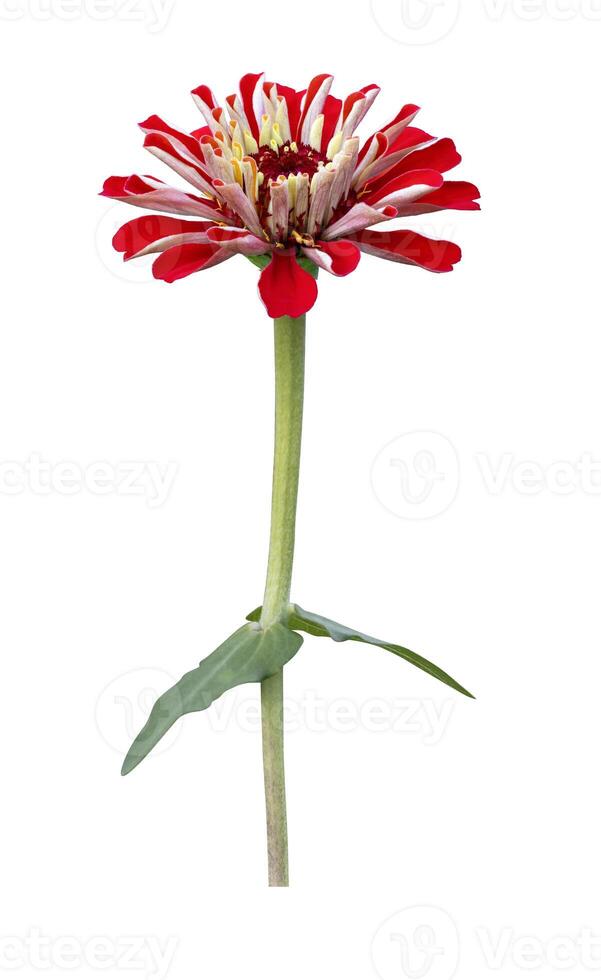 Isolated orange red zinnia flower with stem cut out on white background for summer season and graphic design photo