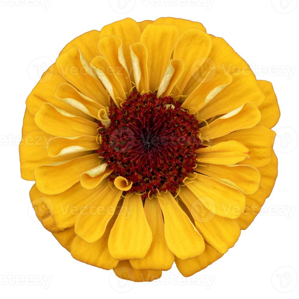 Top view of single petal isolated yellow zinnia flower cut out on white background for summer season and graphic design concept photo