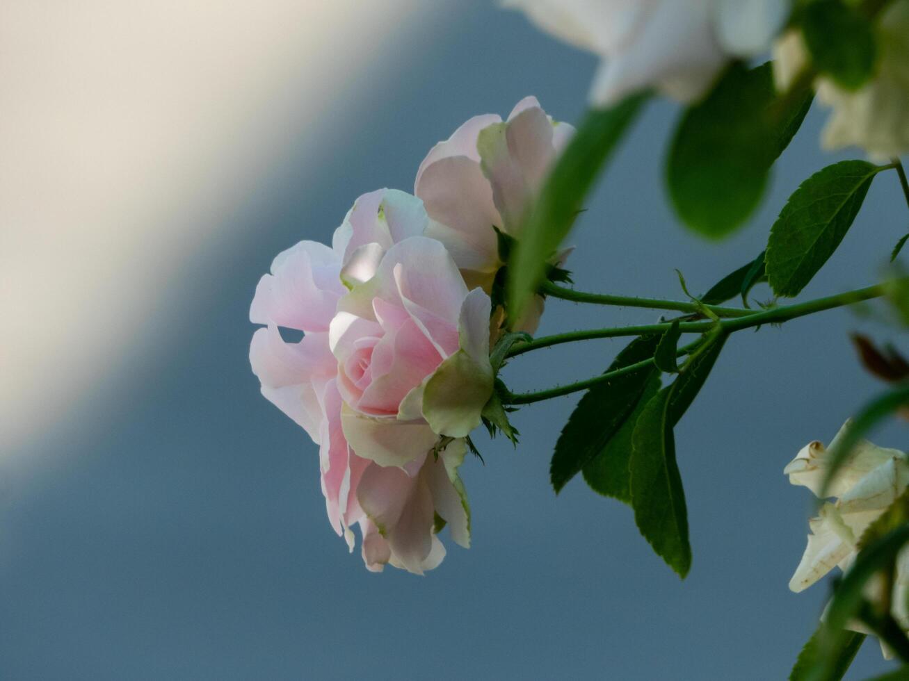 pink roses blooming in the garden photo