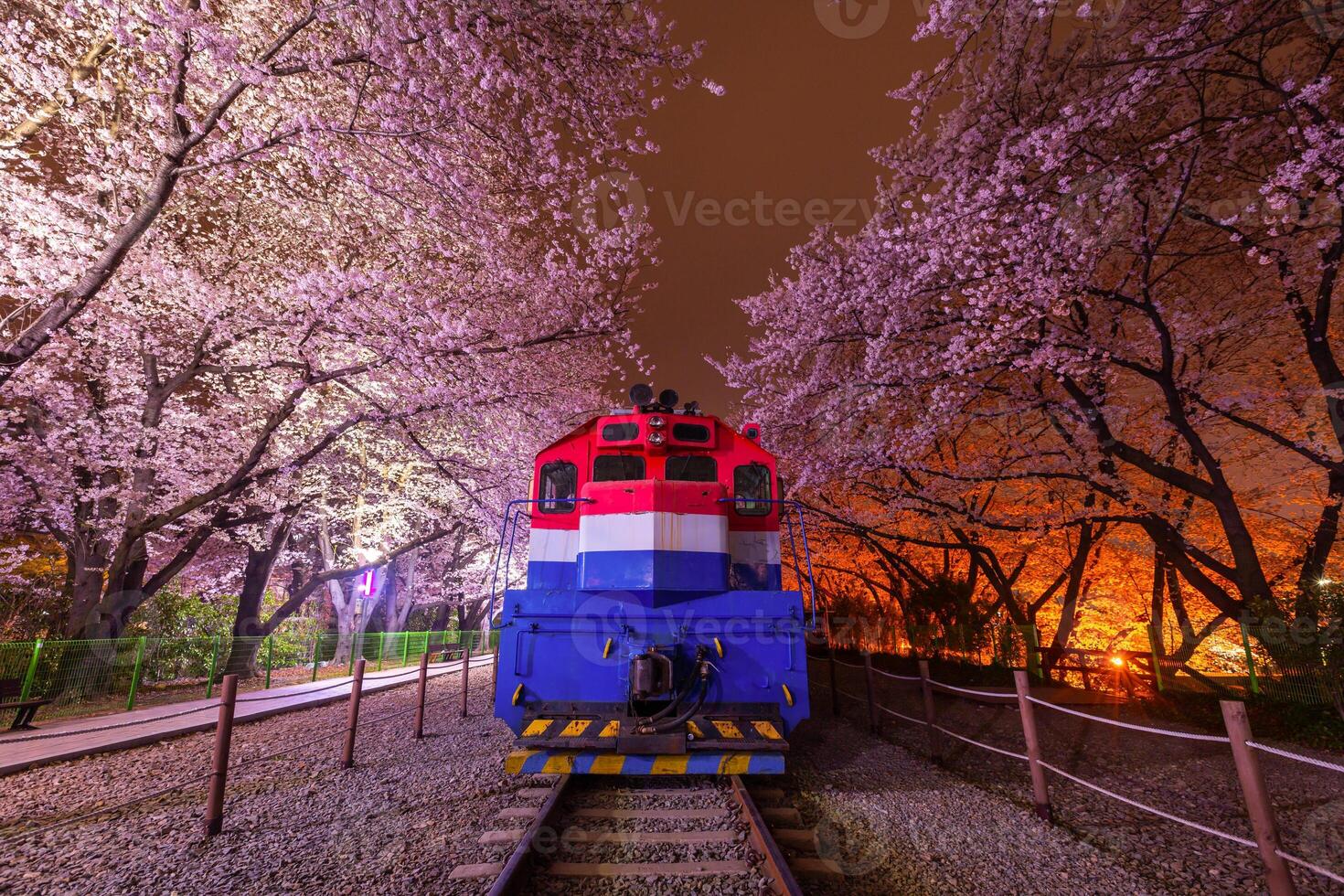 Cherry blossom at night and train in spring in Korea is the popular cherry blossom viewing spot, jinhae South Korea. photo