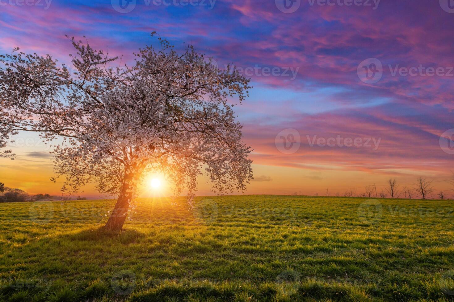 A single cherry tree with the sunset and cherry blossom in blooming in Seosan, Seosan, South Korea. photo