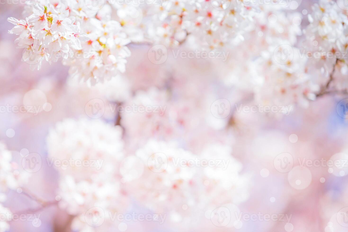 Cherry blossom flower in spring for background or copy space for text photo