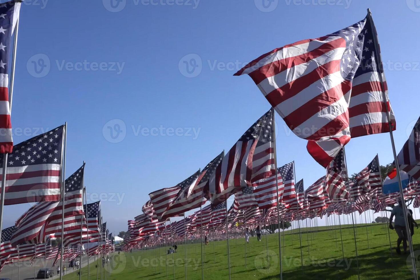 American flags on lawn. Lots of American flags. photo