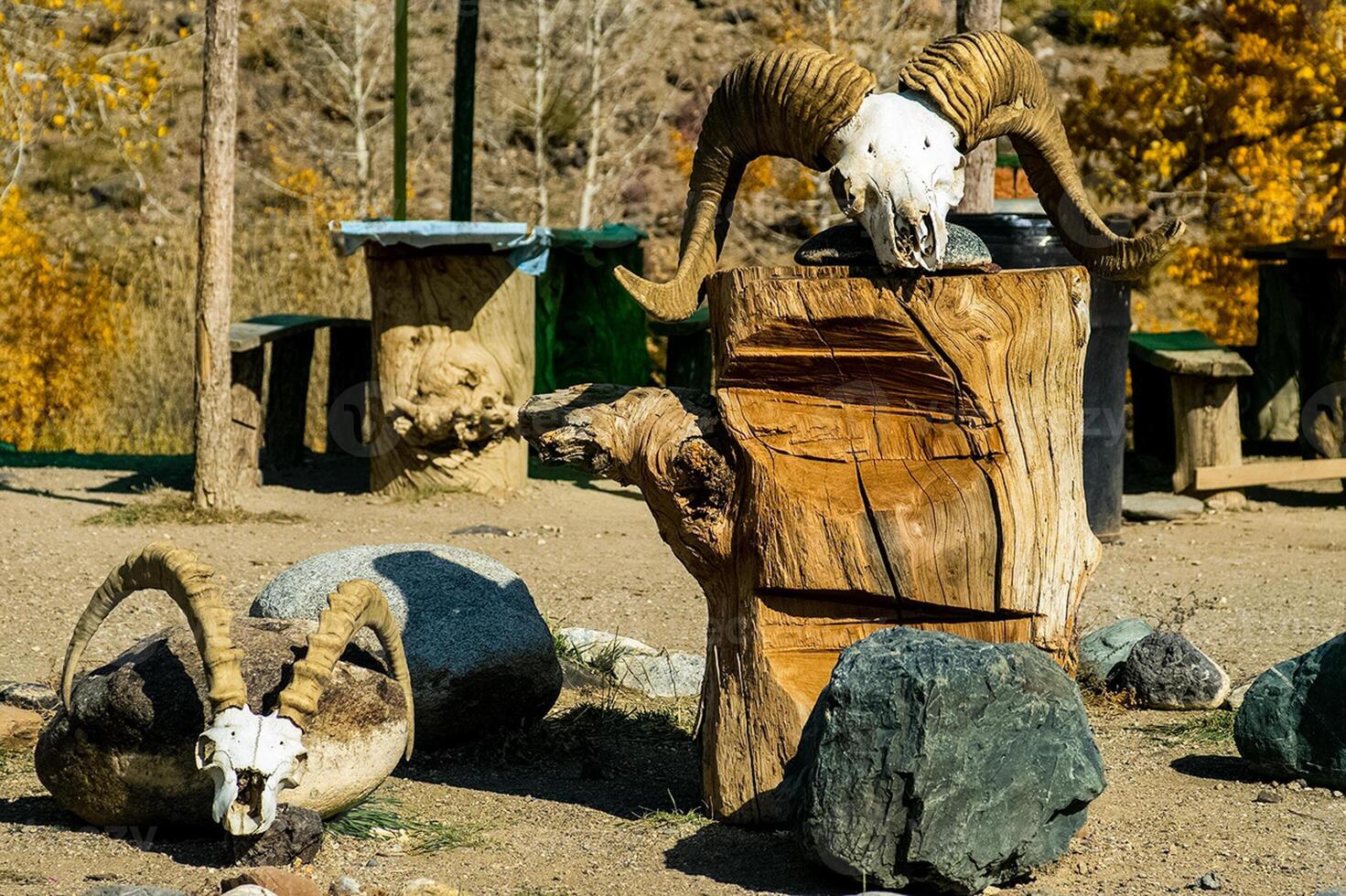Skulls of rams with horns. scenery in the barnyard. photo