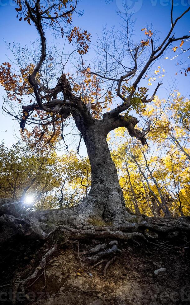 Mountains and forests of Crimea. coniferous and deciduous trees on the hills of mountains and rocks photo