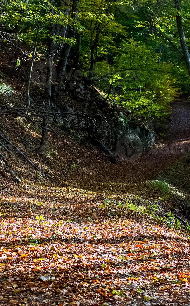 forest path strewn with leaves. Hiking in the woods. photo