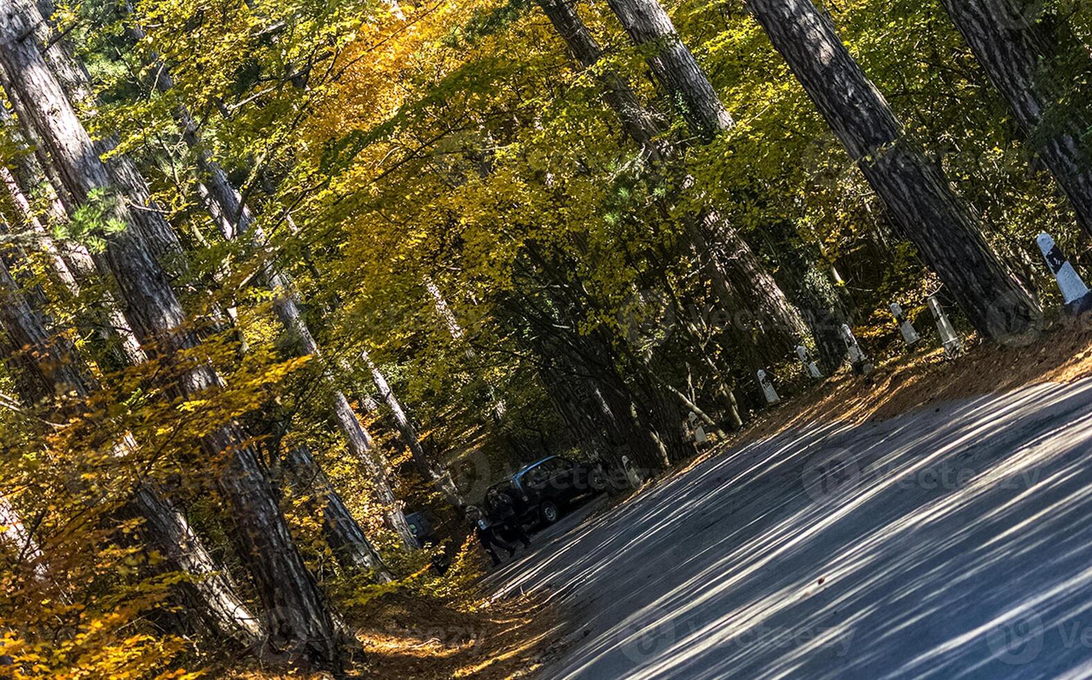 Beautiful autumn forest in mountains of Crimea. A leaffall in the woods. photo