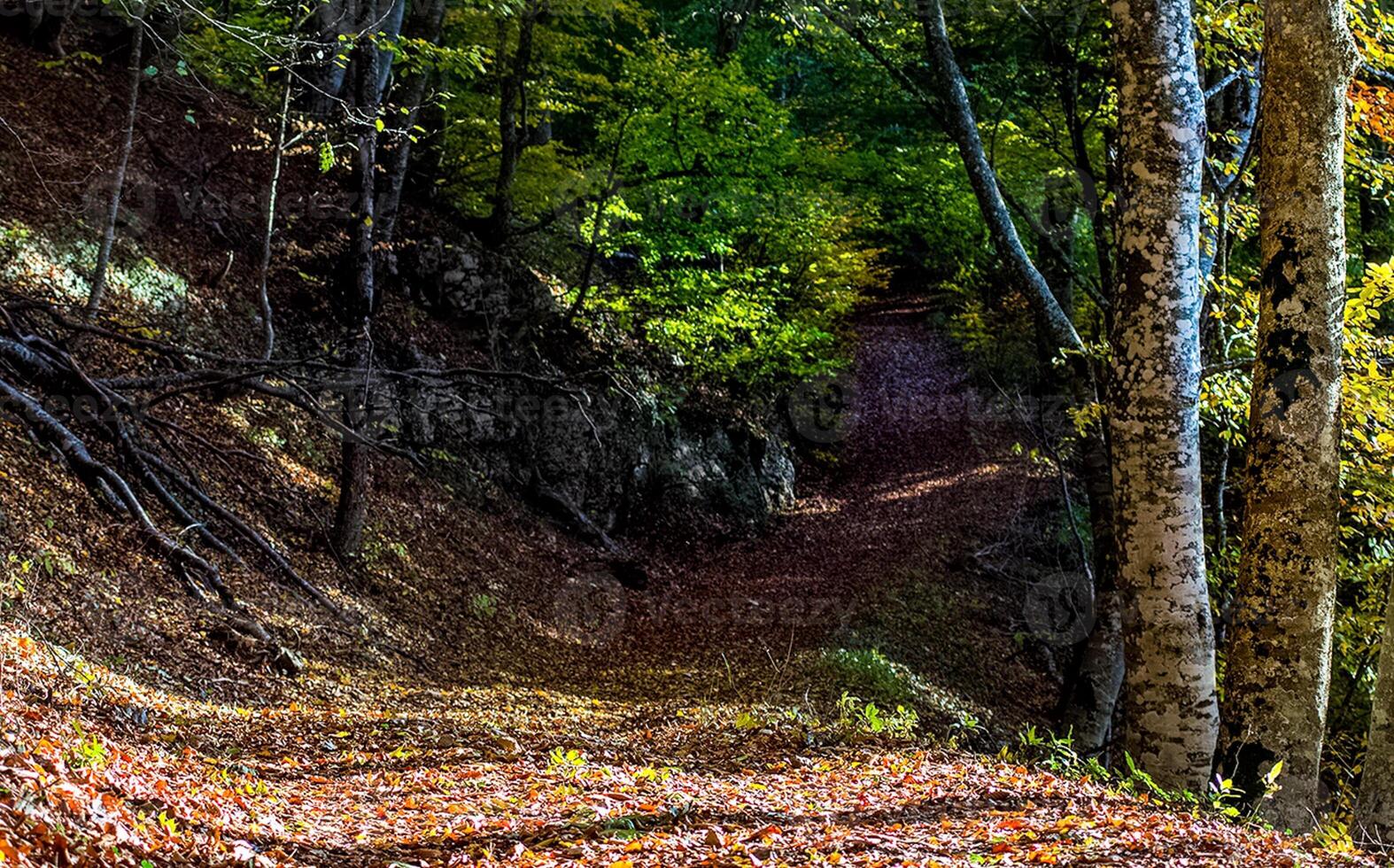 Beautiful autumn forest in mountains of Crimea. A leaffall in the woods. photo