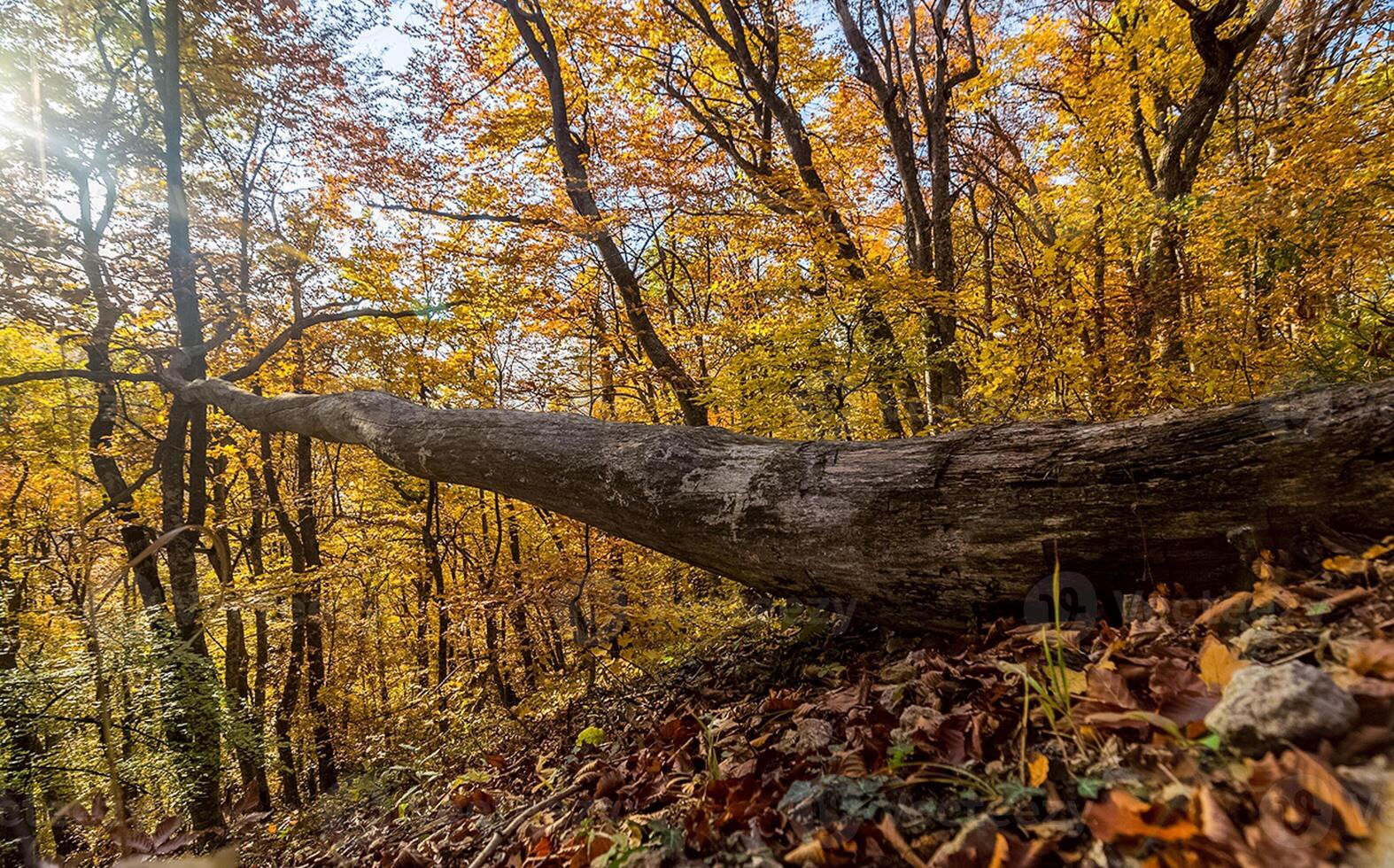Beautiful autumn forest in mountains of Crimea. A leaffall in the woods. photo