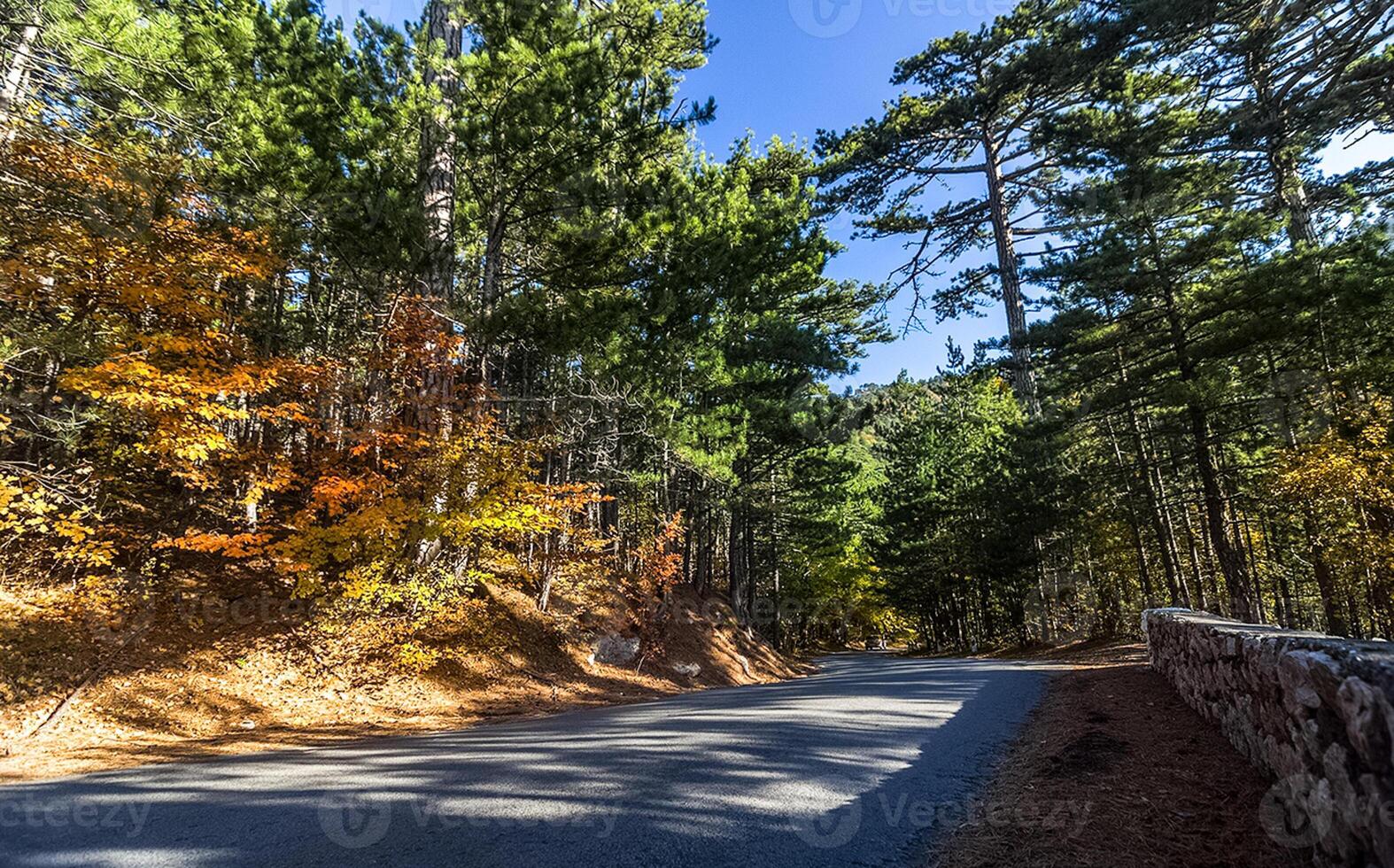 Beautiful autumn forest in mountains of Crimea. A leaffall in the woods. photo