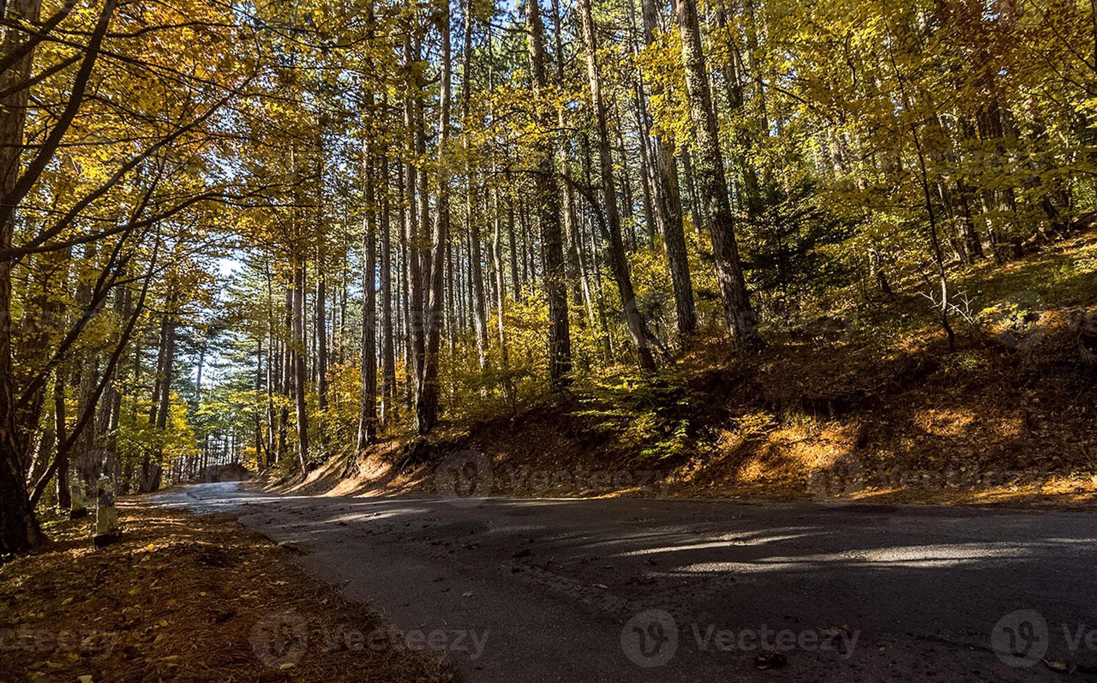 Beautiful autumn forest in mountains of Crimea. A leaffall in the woods. photo