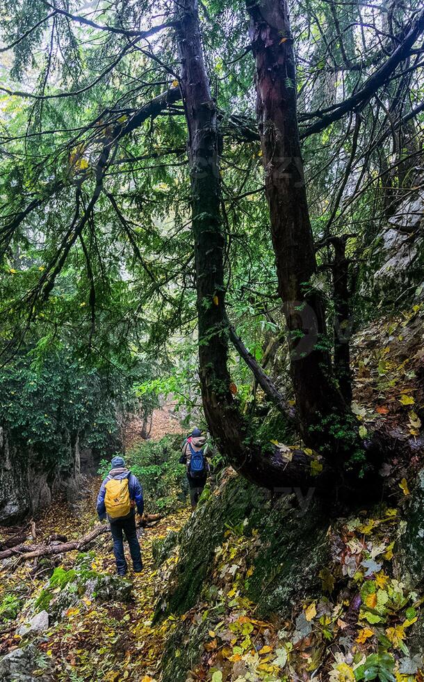 Mountains and forests of Crimea. coniferous and deciduous trees on the hills of mountains and rocks photo