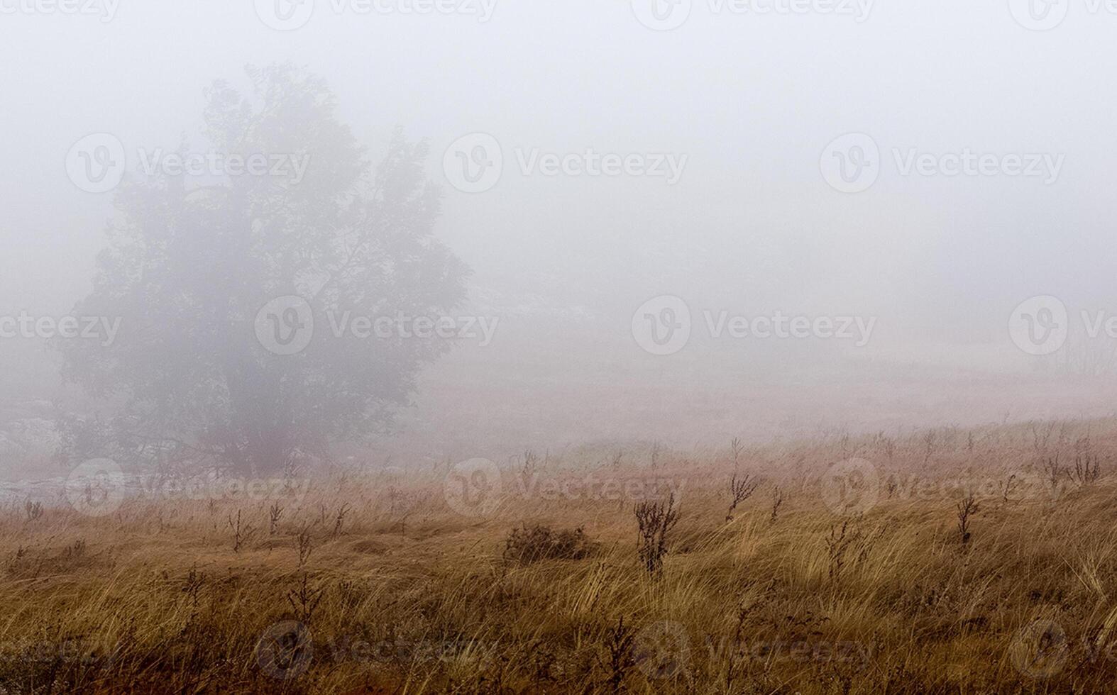 Fog over field of dry grass. Crimean landscape photo