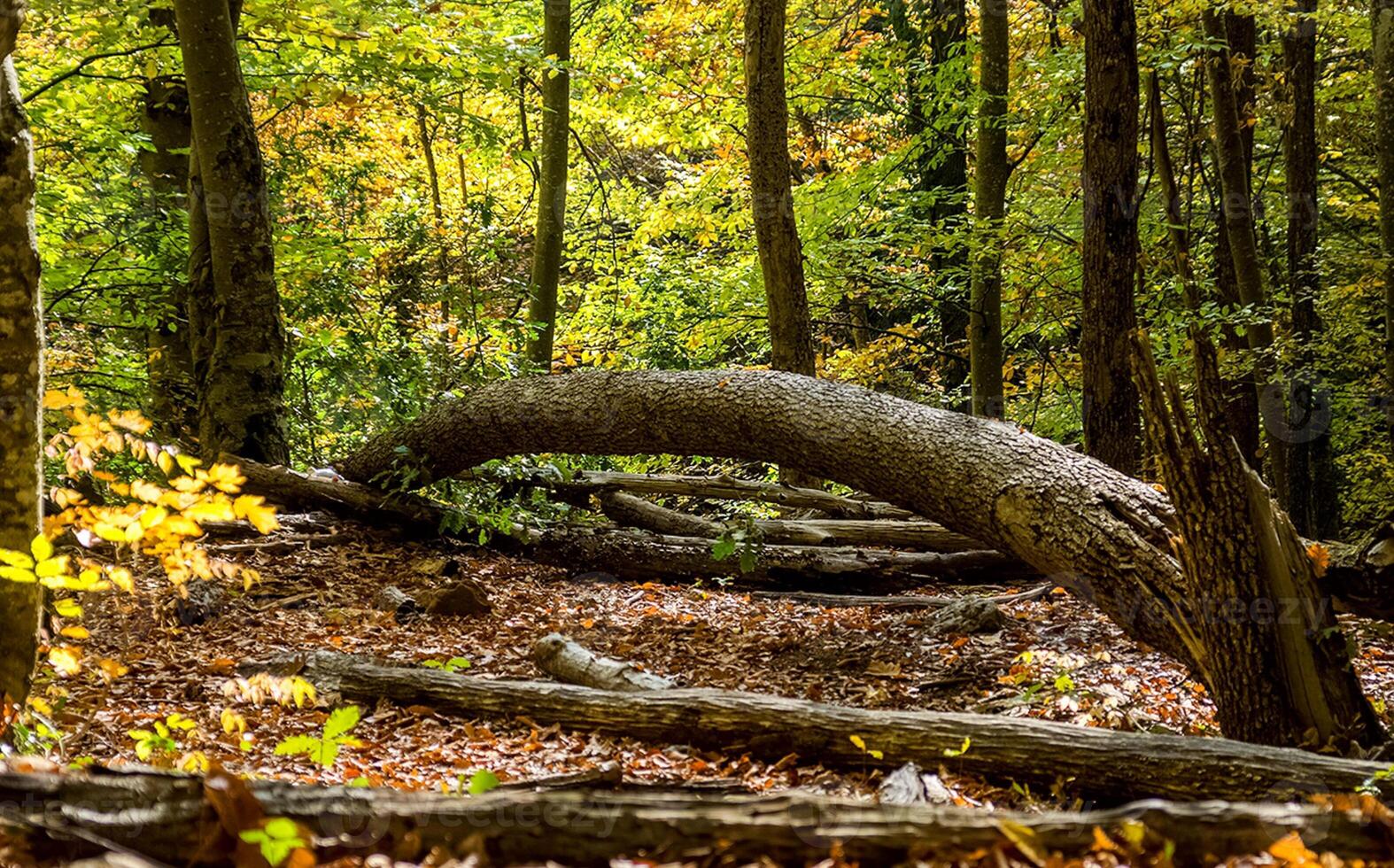 Beautiful autumn forest in mountains of Crimea. A leaffall in the woods. photo