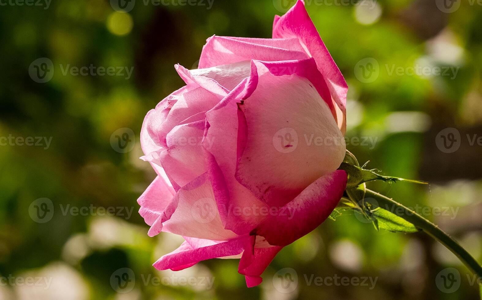 pink rose bud. Rose flowering. photo