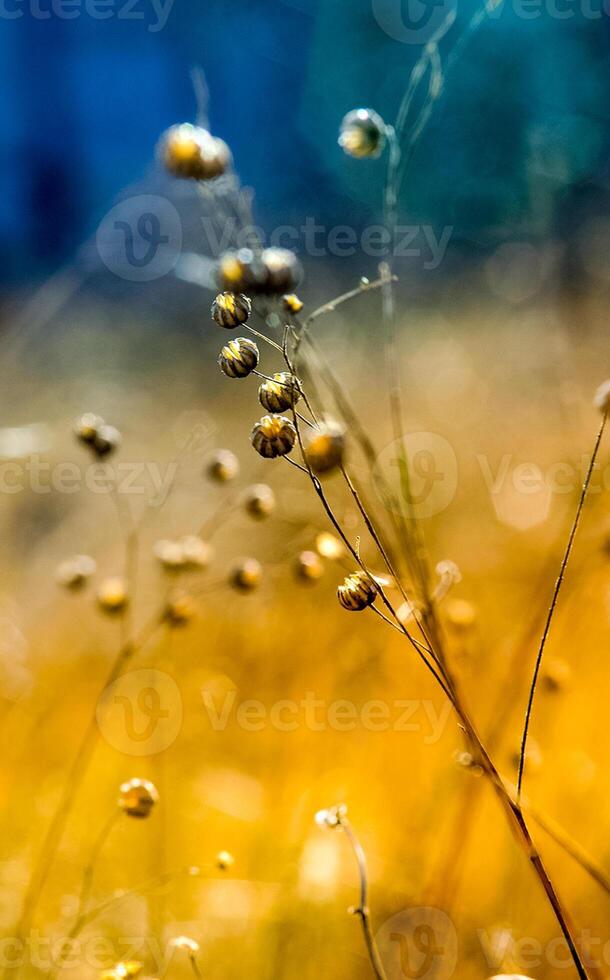 Dry grass in a clearing in the woods. nature of Crimea. photo
