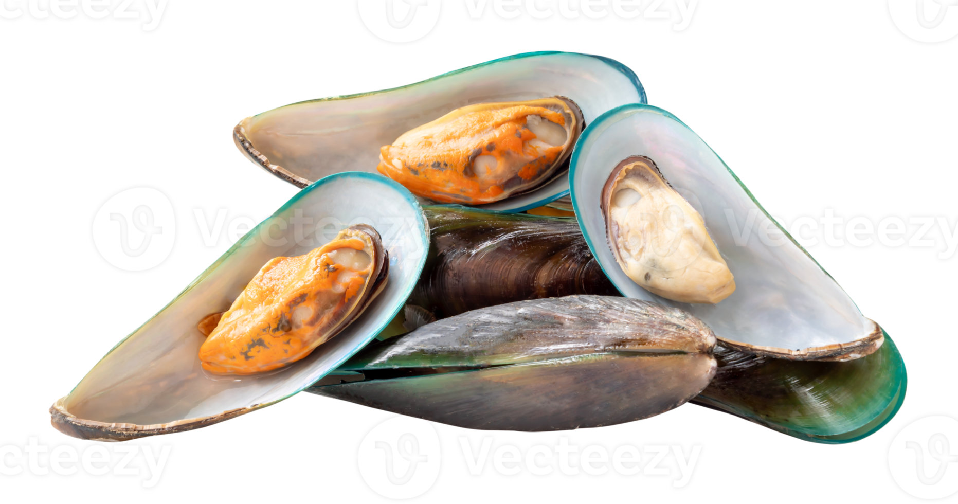 Group of delicious cooked green mussels in stack isolated with clipping path in file format png