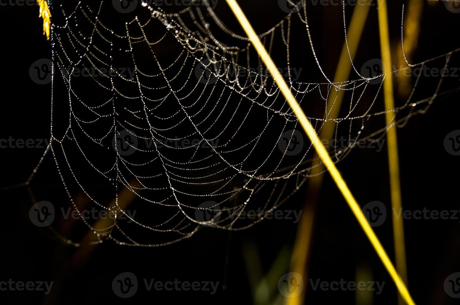 Catching a spider net in grass against the sunset. Beautiful nature in the field and the web. photo
