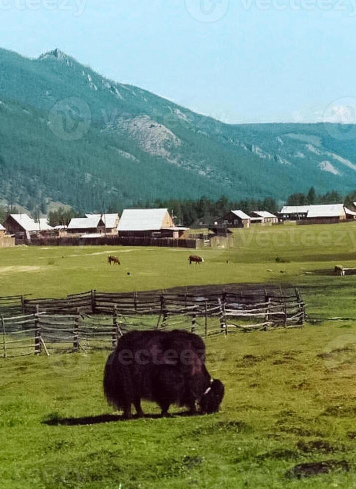 Bison on the farm grazes in the paddock. photo