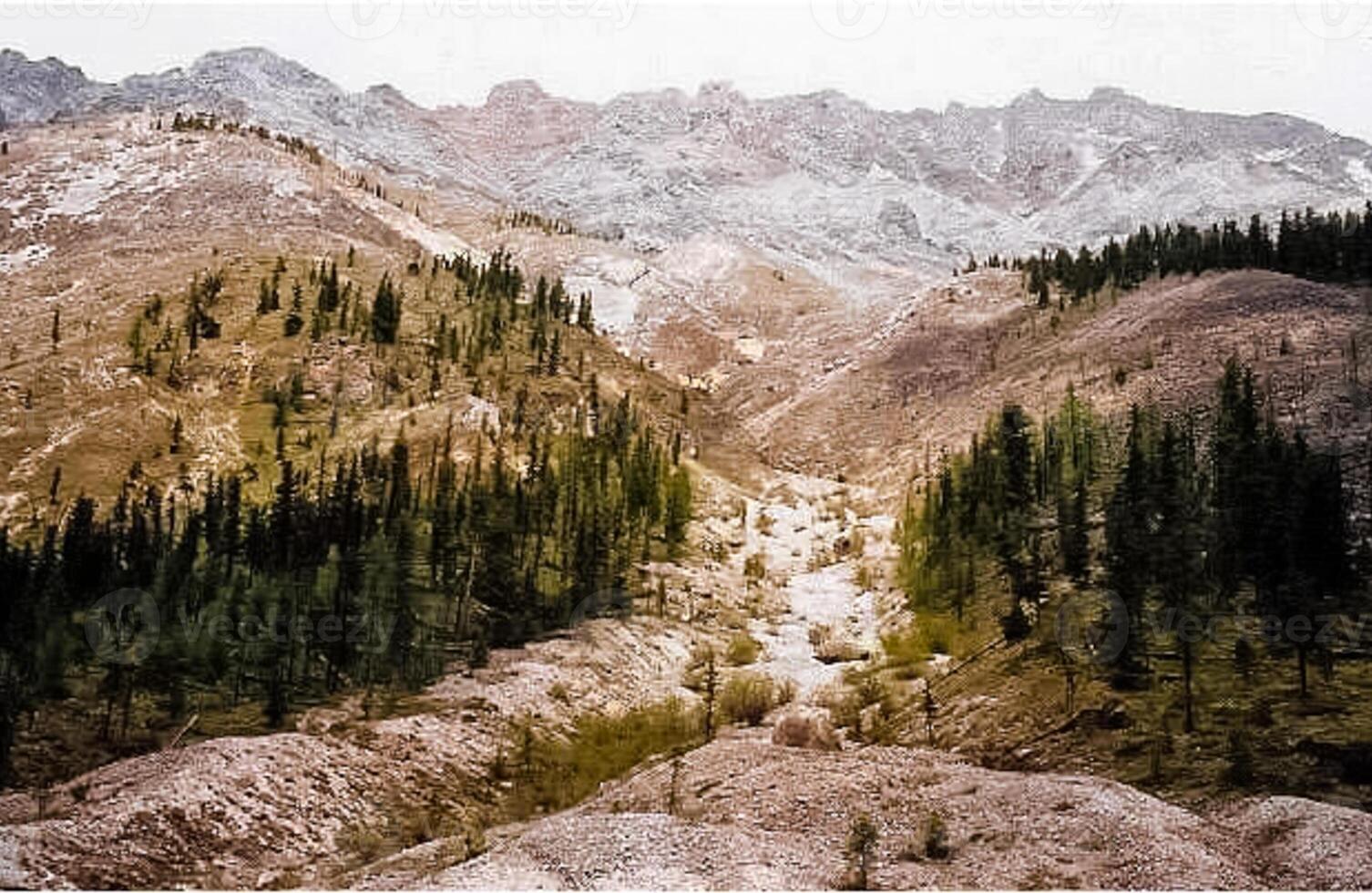 mountains of the sayans. The nature of the mountains is sayan. Vegetation in the mountains photo