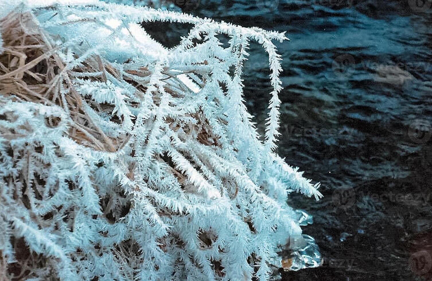 Snow and frost on tree branches and on grass. Winter in Sayan, nature Russia. photo