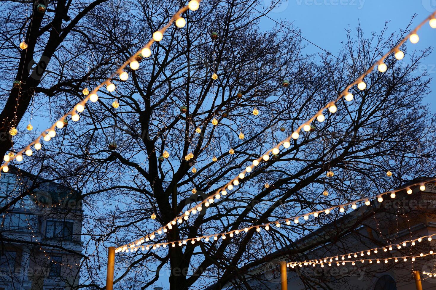 A Beautifully Illuminated Evening Scene Featuring Trees Decorated with String Lights photo